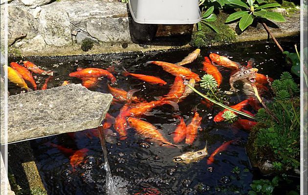 Cohue au moment de la distribution automatique de "pellets" à mes poissons rouges - Lartigau - Milhas - 31