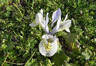 quelques fleurs du jardin