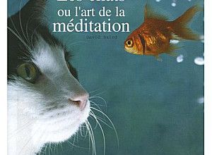 Les chats ou l'art de la méditation :