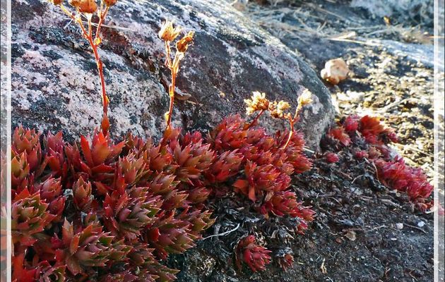 Saxifrage à trois dents, Three-toothed saxifrage (Saxifraga tricuspidata) en couleur automnale - Isfjord (Icefjord) - Ilulissat - Groenland