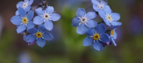 Myosotis en association