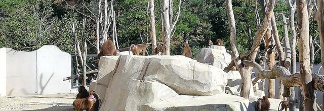 zoo de vincennes - les singes - 