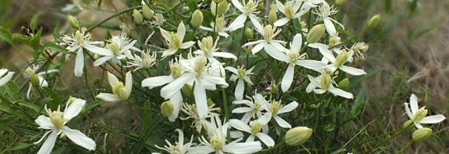 Clematis flammula  -  clématite brûlante