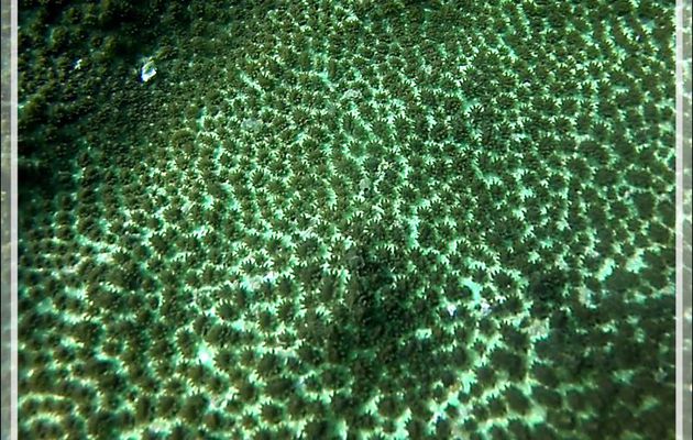 Corail avec ses minuscules polypes éclos - Nosy Tsarabanjina - Nosy Mitsio - Madagascar