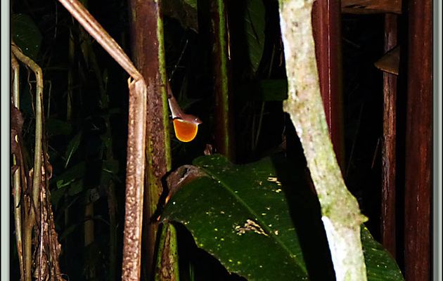 Images du Costa Rica transférées depuis mon ancien blog