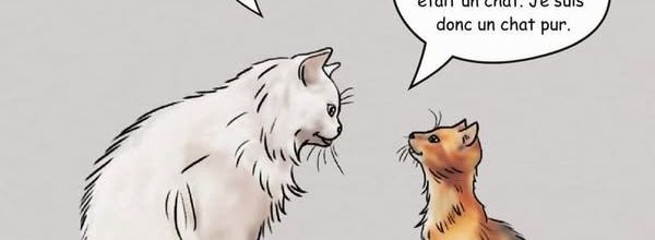 Un chat pur