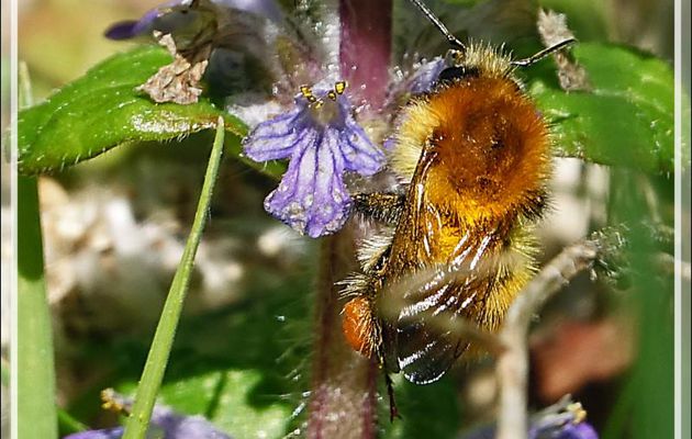 Bourdon des champs ou Bourdon roux, Common carder bee (Bombus pascuorum) - Milhas - 31