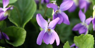 Recette bio : palets aux violettes