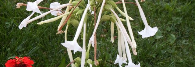 des fleurs à Embrun (05)