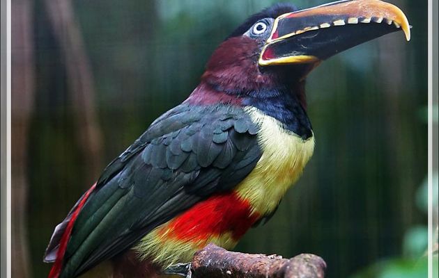 Araçari à oreillons roux, Chestnut-eared Aracari (Pteroglossus castanotis) - Parque das Aves - Foz do Iguaçu - Brésil