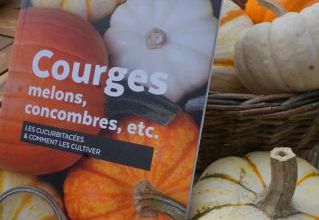 Courges, melons, concombres, etc...