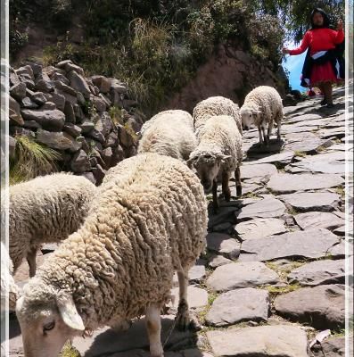 La bergère fileuse et son beau costume traditionnel - Île Taquile - Lac Titicaca - Pérou
