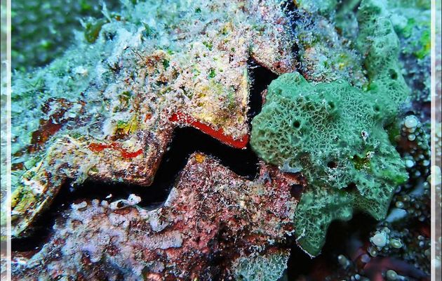 Huître zigzag, Cock's comb oyster (Lopha cristagalli) et superbe Éponge coussin digitée verte, Cushion-finger green sponge (Amphimedon chloros) - Spot Antsoha - Tsarabanjina - Mitsio - Madagascar