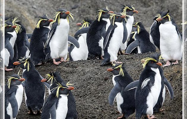 Les derniers Gorfous de Moseley ... - Nightingale Island - Tristan da Cunha
