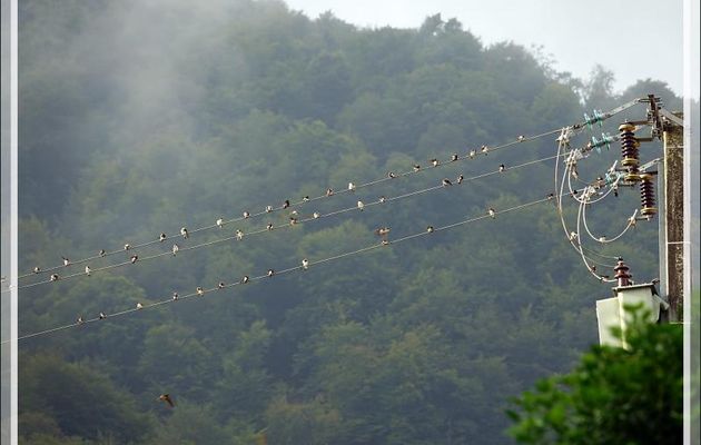 L'automne approche, les hirondelles rustiques (des cheminées) nous le font savoir ! - Lartigau - Milhas - 31