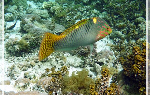 Superbe Labre ou Girelle échiquier, Checkerboard wrasse (Halichoeres hortulanus), femelle en train de virer mâle ? - Jardin de corail - Motu Tautau - Taha'a - Polynésie française