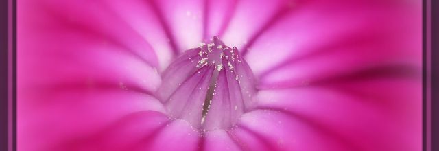 Melting Pot de fleurs