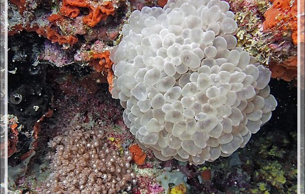Corail à bulles, Bubble coral, Tipped bubblegum coral, Pearl coral, Grape coral (Physogyra lichtensteini) - Betaniazo - Nosy Tsarabanjina - Nosy Mitsio - Madagascar