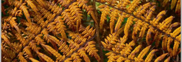 Fougère Aigle (1) - Pteridium aquilinum