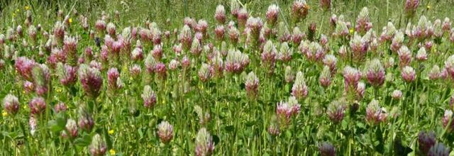 Trifolium incarnatum var. molinerii  -  trèfle de Molineri