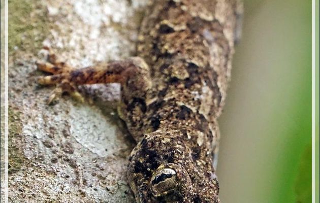 Promenade dans la forêt de Nosy Sakatia : Sous réserve Gecko des Baobabs, Gecko à tête plate (Hemidactylus platycephalus) - Madagascar