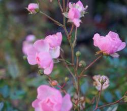 Fleurs de novembre