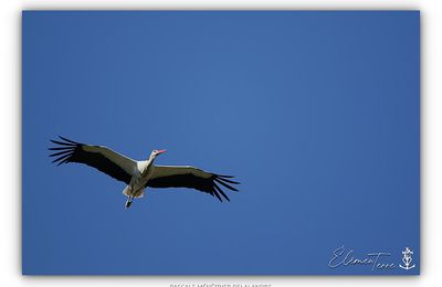 Cigogne blanche