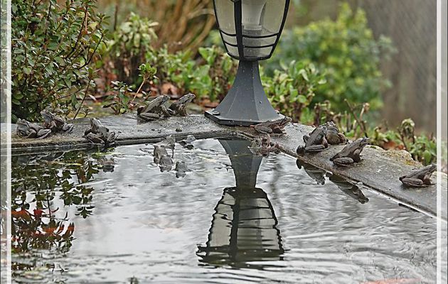 Beaucoup de prétendants pour peu de femelles chez les grenouilles rousses - Lartigau - Milhas 31