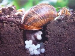 Escargot 8.