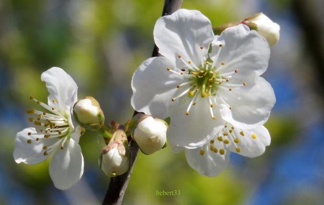 fleurs et abeille
