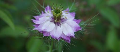 Magique, la Nigelle de Damas