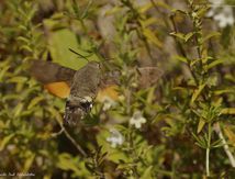 Moro sphinx ou Sphinx colibri ou Sphinx du caille-lait