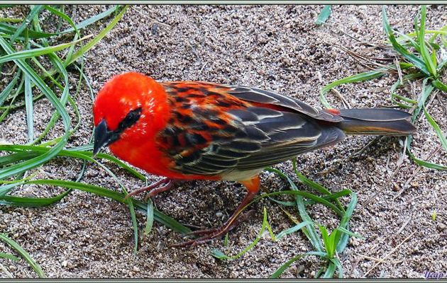 Foudi rouge, Cardinal (Foudia madagascariensis) - Bird Island - Seychelles