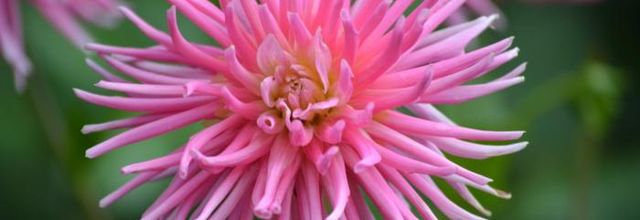  Feux sur les dalhias  ( fleurs que j 'aime )