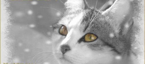 Un chat fait sa lettre au Père Noël