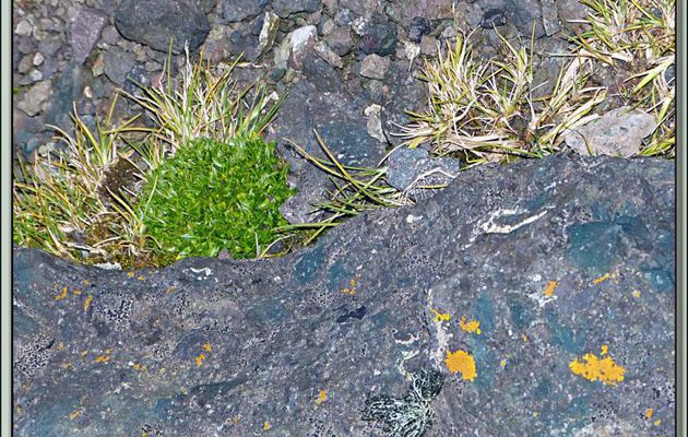 Cette photo regroupe canche antarctique (Deschampsia antarctica) et sagine antarctique (Colobanthus quitensis) les deux seules plantes à fleurs du continent Antarctique - South Shetland Islands