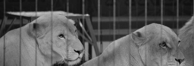 Cirque Pinder dans Pinder fête ses 160 ans ! Frédéric Edelstein et ses 12 lions blancs !