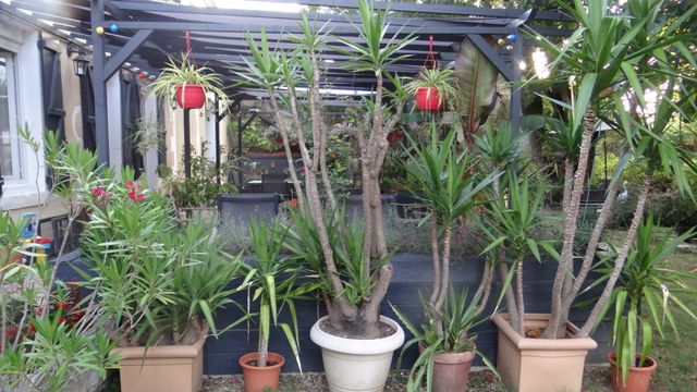 Yucca Géant ou Yucca Elephant (d'appartement)