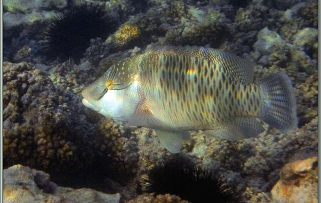 Poisson Napoléon juvénile (Cheilinus undulatus) - Praslin - Seychelles