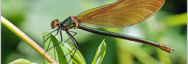 Caloptéryx Vierge (4) - Calopteryx virgo