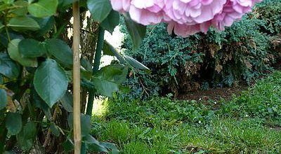 Roses fatiguées