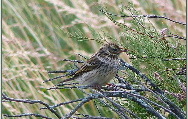 Pipit farlouse ?? (Anthus pratensis) - La Couarde-sur-Mer - Île de Ré - 17