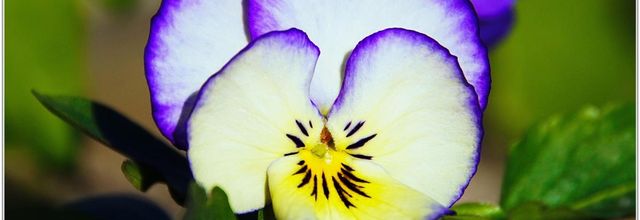 Pensée Cultivée (1) - Viola