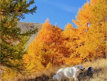 Quel merveilleux automne #2