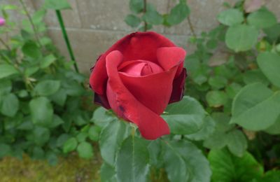 un peu d humidité ce matin pour le bien etre de notre jardin 