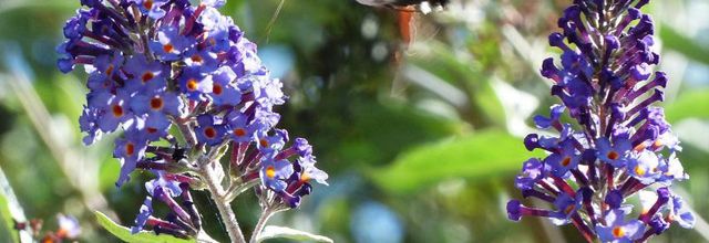 Le Sphinx Colibri
