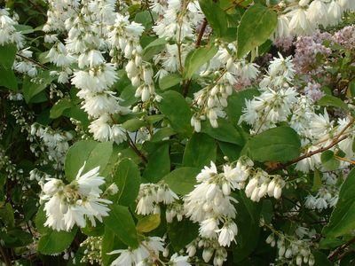 Deutzia Magnifica