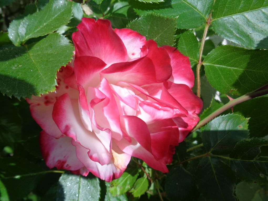 fleurs 