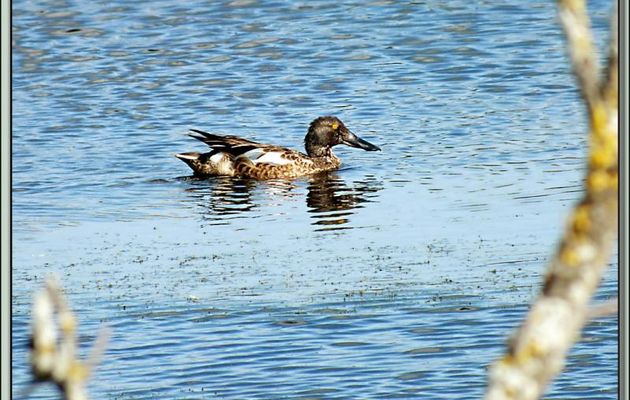 Canard souchet avec son drôle de bec d'ornithorynque - La Couarde-sur-Mer - Ile de Ré - 17