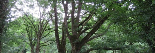 La Chaize le Vicomte -2